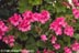 Gethsemane pink flowers